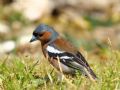 Fringilla coelebs